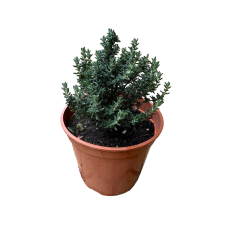 ΘΥΜΑΡΙ (ΓΛΑΣΤΡΑ 12cm)