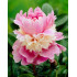 ΠΑΙΩΝΙΑ ΔΙΧΡΩΜΗ ( PAEONIA SORBET)