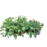 ΦΑΣΚΟΜΗΛΟ (ΓΛΑΣΤΡΑ 12cm)