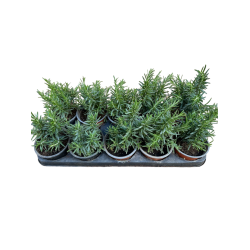 ΔΕΝΔΡΟΛΙΒΑΝΟ (ΓΛΑΣΤΡΑ 12cm)