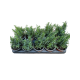ΔΕΝΔΡΟΛΙΒΑΝΟ (ΓΛΑΣΤΡΑ 12cm)