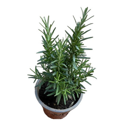 ΔΕΝΔΡΟΛΙΒΑΝΟ (ΓΛΑΣΤΡΑ 12cm)