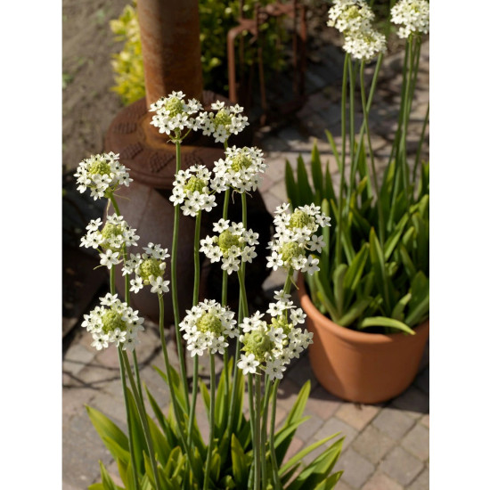ΑΣΤΕΡΙ ΤΗΣ ΒΗΘΛΕΕΜ (ORNITHOGALUM)