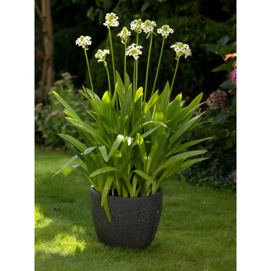 ΑΣΤΕΡΙ ΤΗΣ ΒΗΘΛΕΕΜ (ORNITHOGALUM)